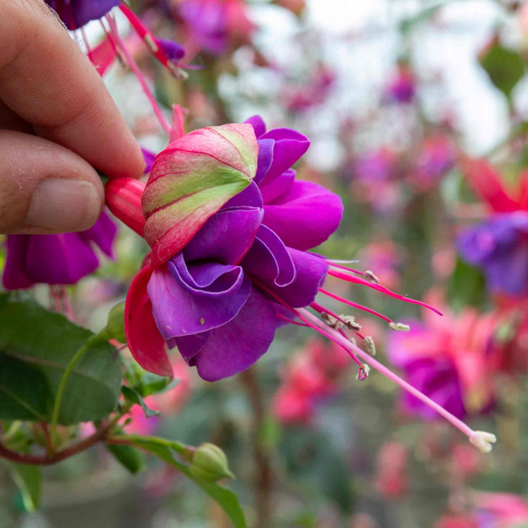 Fuchsia 'Winston Churchill'