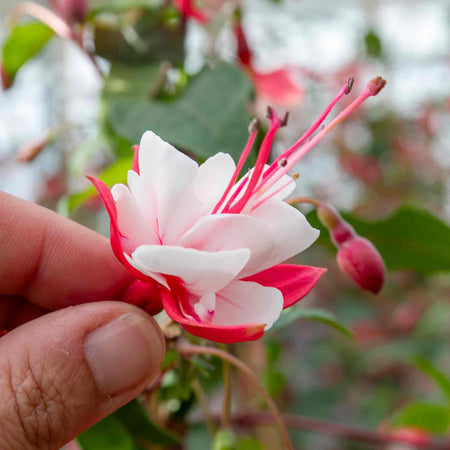 Fuchsia 'Snowcap'