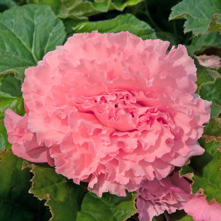 Begonia 'Majestic Soft Pink F1'