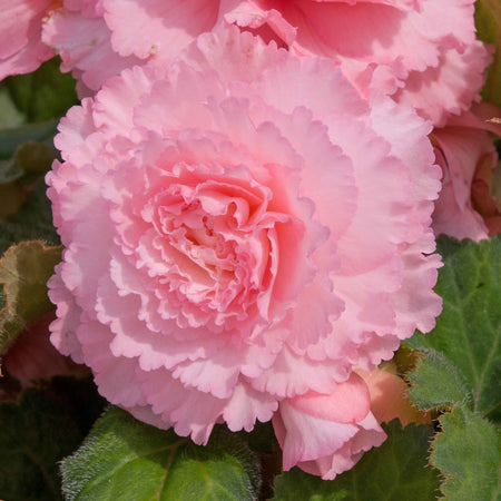 Begonia 'Majestic Soft Pink F1'