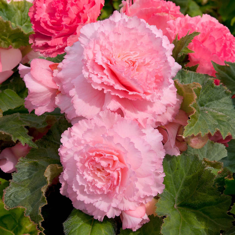 Begonia 'Majestic Soft Pink F1'