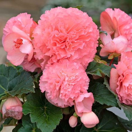 Begonia 'Majestic Soft Pink F1'