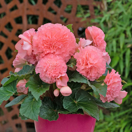 Begonia 'Majestic Soft Pink F1'