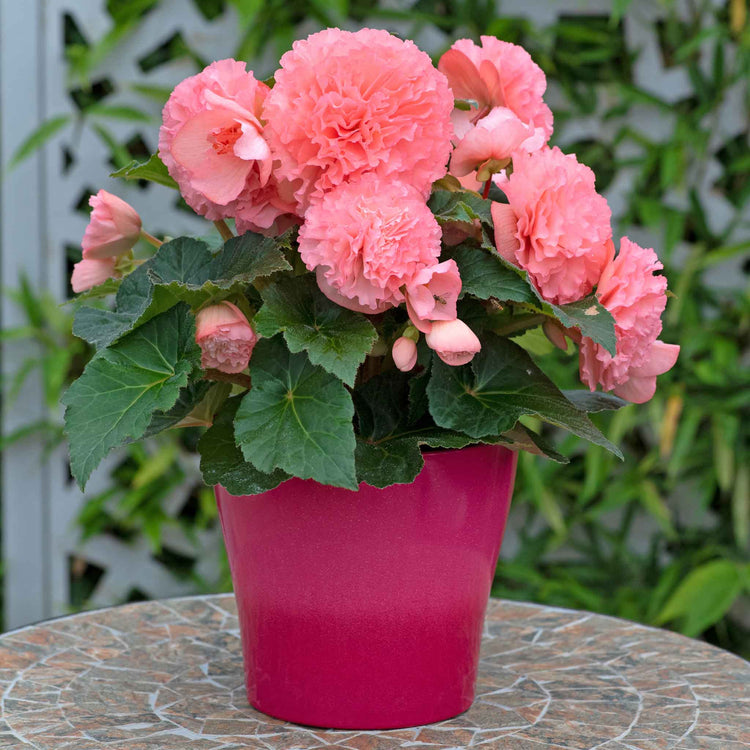 Begonia 'Majestic Soft Pink F1'