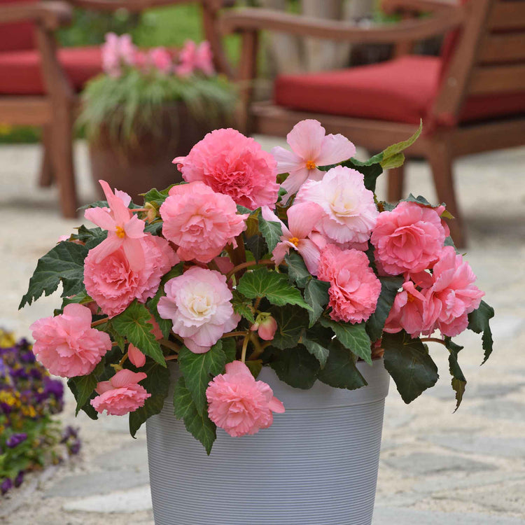 Begonia 'Majestic Soft Pink F1'