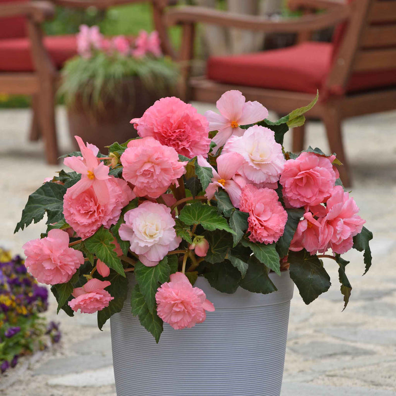 Begonia 'Majestic Soft Pink F1'