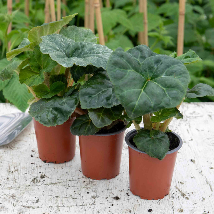 Begonia 'Majestic Soft Pink F1'