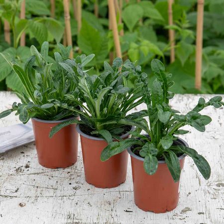 Gazania 'New Day Red Shades'
