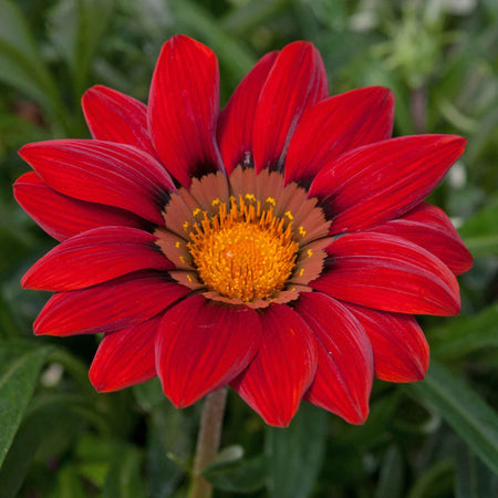 Gazania 'New Day Red Shades'