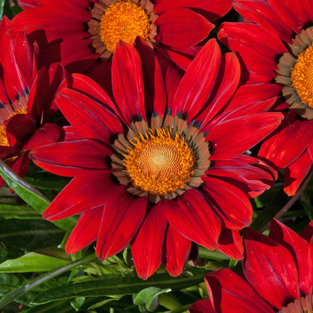 Gazania 'New Day Red Shades'