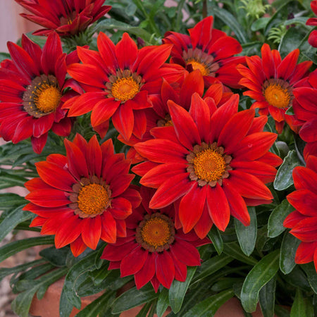Gazania 'New Day Red Shades'
