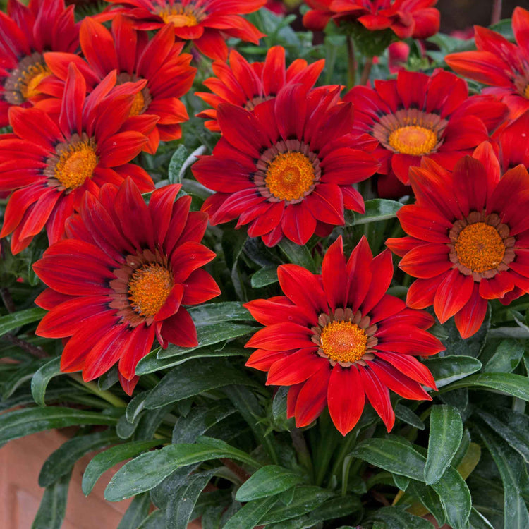 Gazania 'New Day Red Shades'