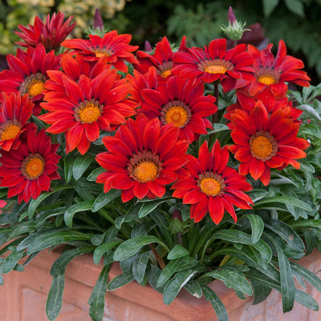 Gazania 'New Day Red Shades'