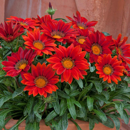 Gazania 'New Day Red Shades'