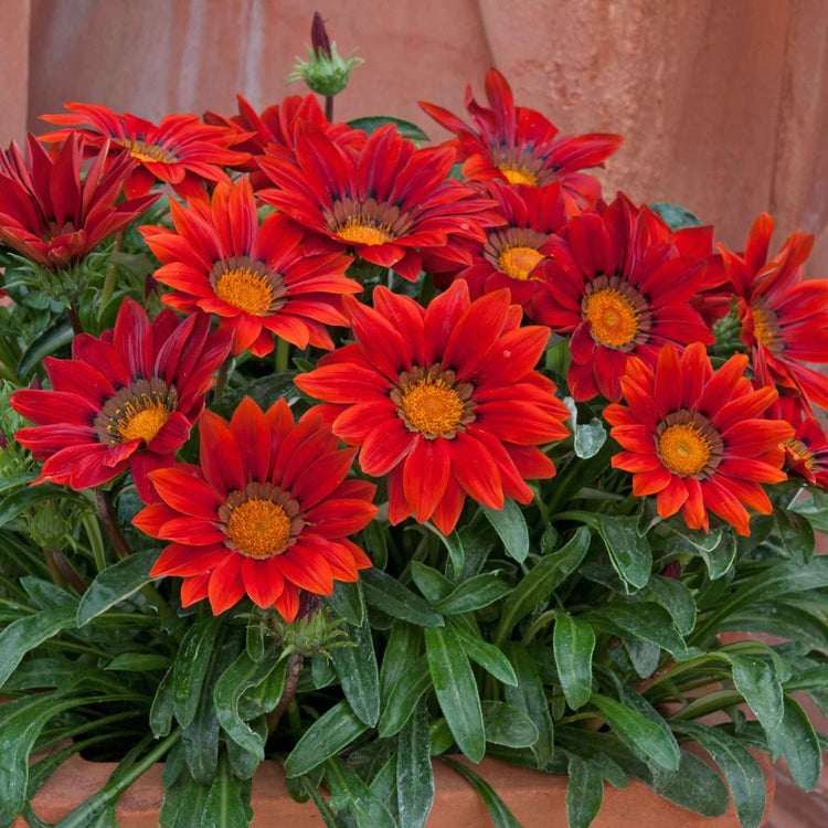 Gazania 'New Day Red Shades'