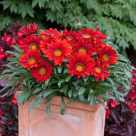 Gazania 'New Day Red Shades'