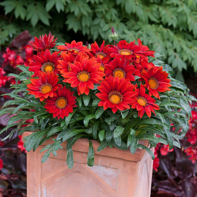 Gazania 'New Day Red Shades'