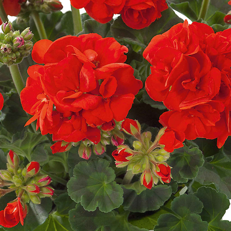 Geranium 'Friesia Red'
