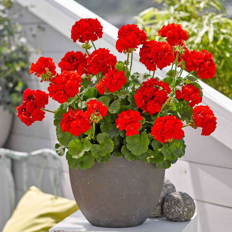 Geranium 'Friesia Red'