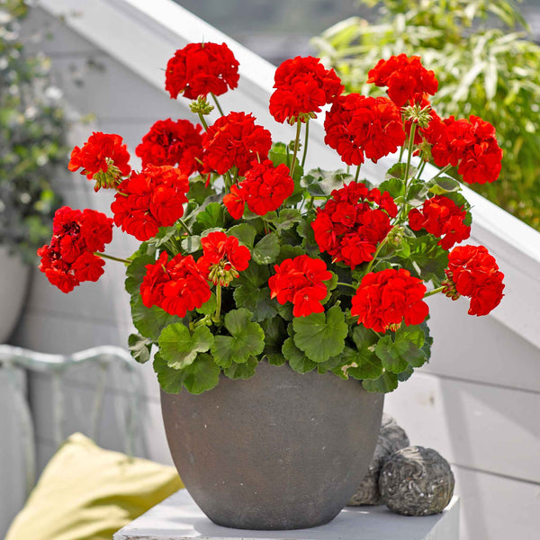 Geranium 'Friesia Red'