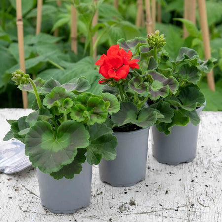 Geranium 'Friesia Red'