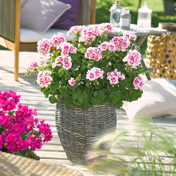 Geranium 'Smart Splash White Eye'