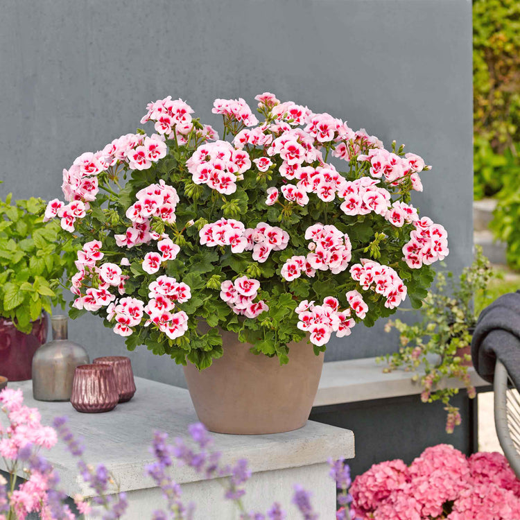 Geranium 'Smart Splash White Eye'