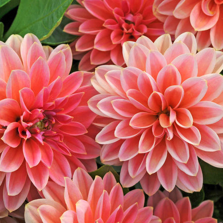 Dahlia 'Dahlietta Surprise Lily'