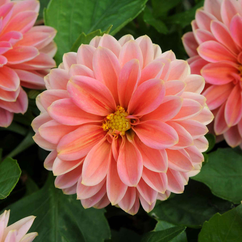 Dahlia 'Dahlietta Surprise Lily'