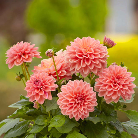 Dahlia 'Dahlietta Surprise Lily'