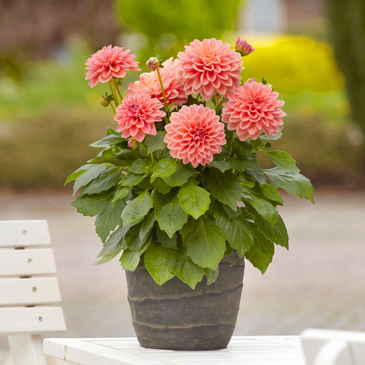 Dahlia 'Dahlietta Surprise Lily'