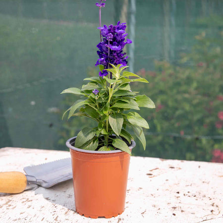 Salvia 'Sallyfun Deep Ocean'