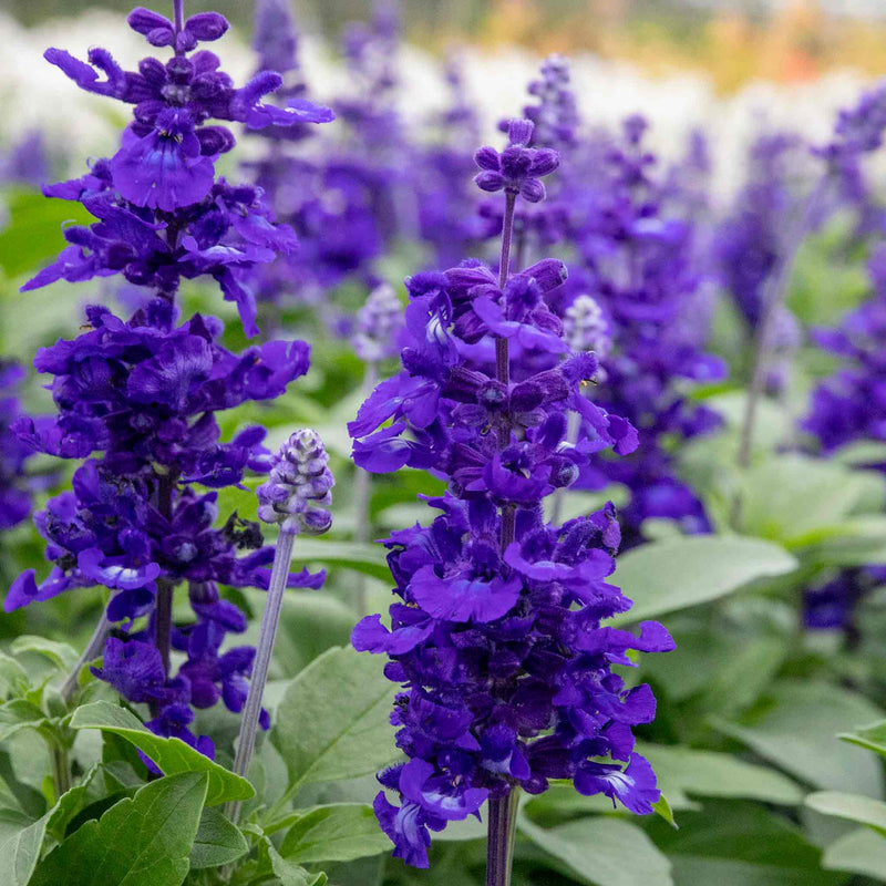 Salvia 'Sallyfun Deep Ocean'