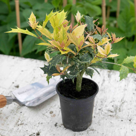 Osmanthus heterophyllus 'Goshiki'