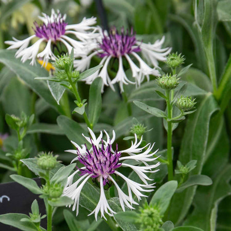Centaurea 'Amethyst in Snow'