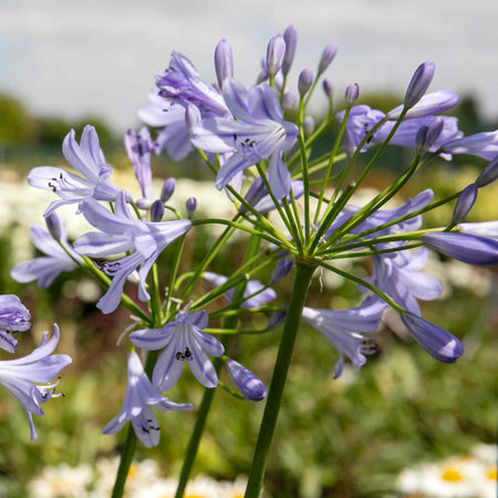 Agapanthus 'Blue Storm'