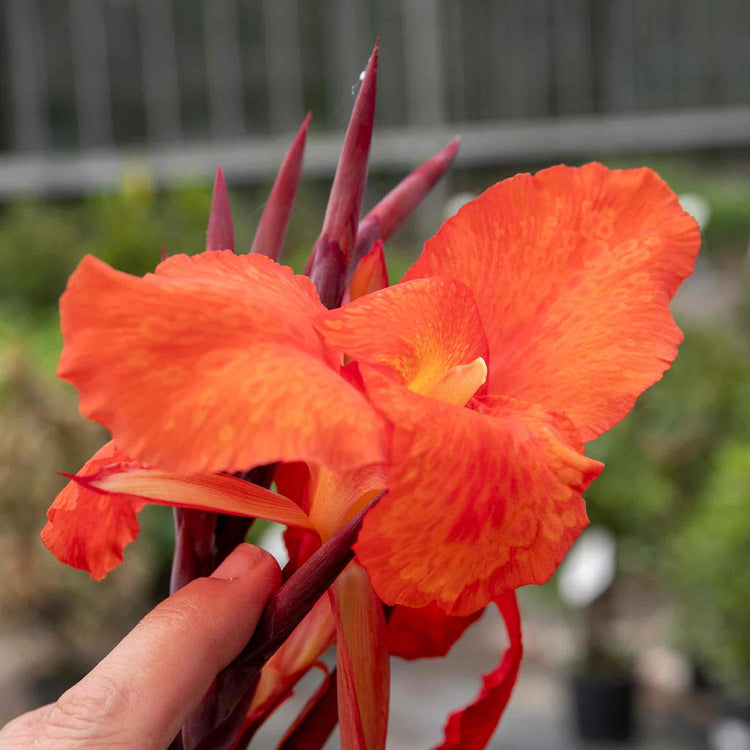 Canna 'Tropicana Black'