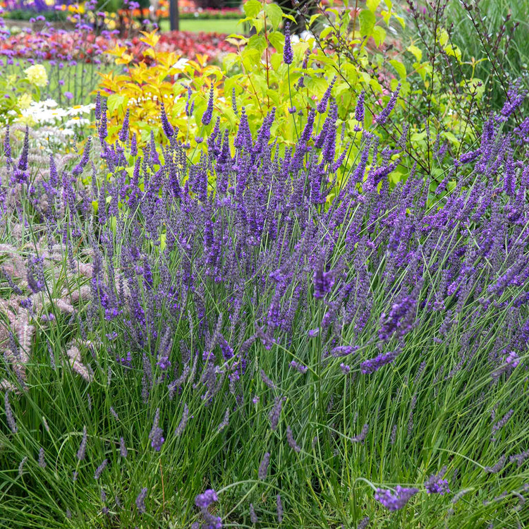 Lavender 'Phenomenal'