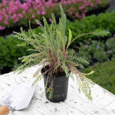 Achillea 'Mill Walter Funken'