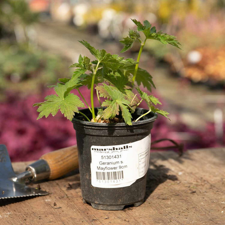 Geranium 'Sylvaticum Mayflower'