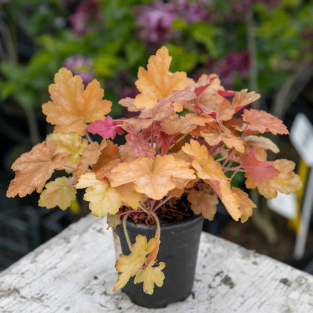 Heuchera 'Ginger Ale'