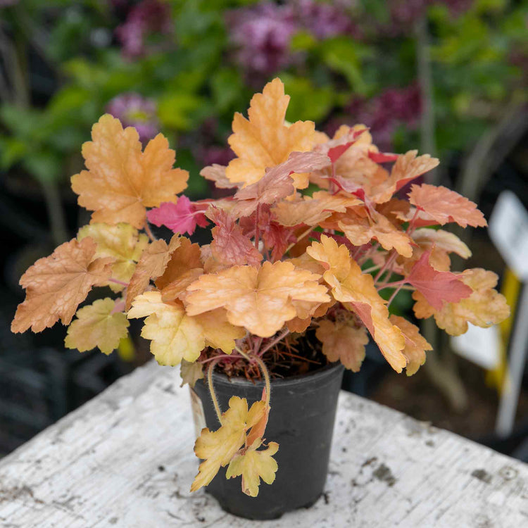 Heuchera 'Ginger Ale'
