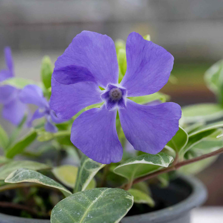 Vinca 'Minor Ralph Shugart'