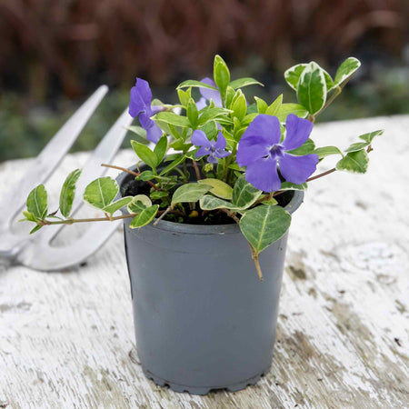 Vinca 'Minor Ralph Shugart'