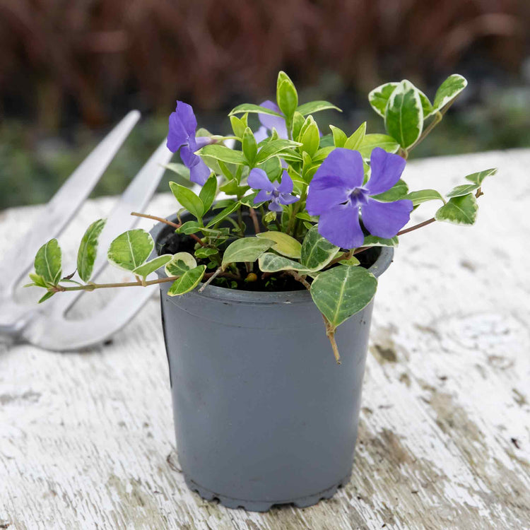 Vinca 'Minor Ralph Shugart'