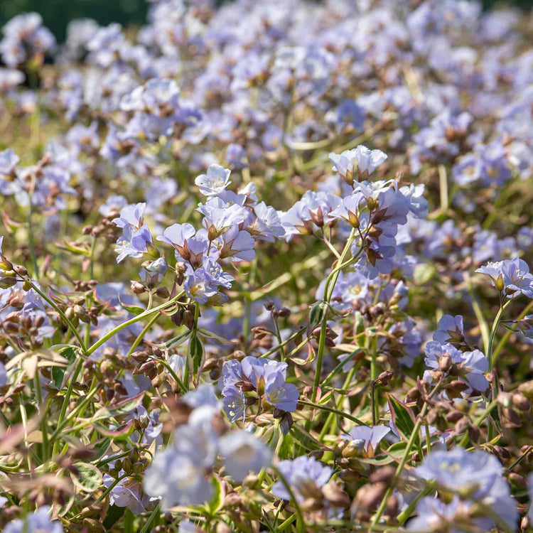 Polemonium 'Stairway To Heaven'
