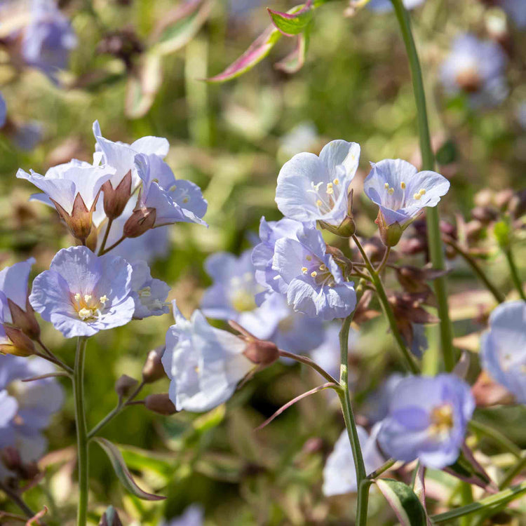 Polemonium 'Stairway To Heaven'