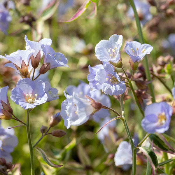 Polemonium 'Stairway To Heaven'