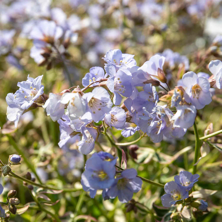 Polemonium 'Stairway To Heaven'
