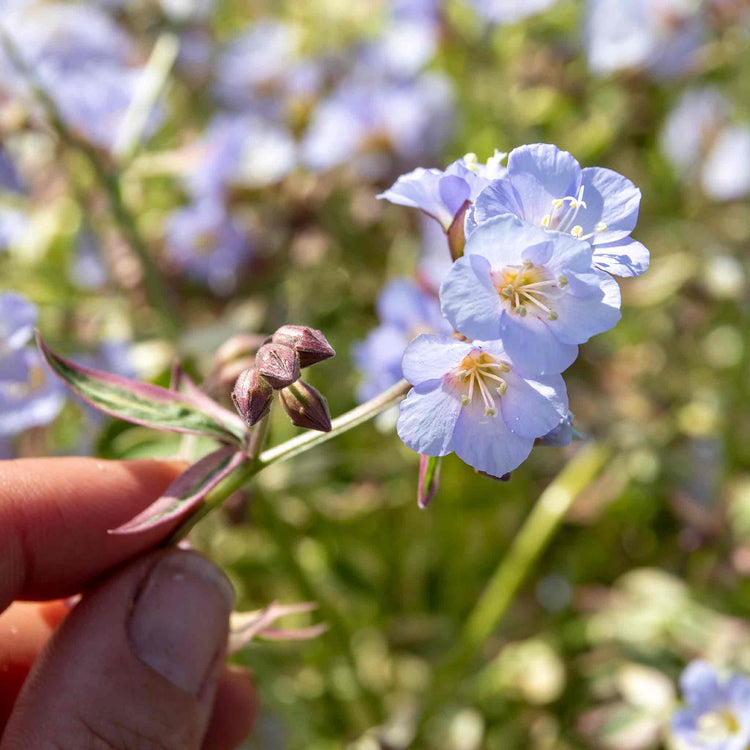 Polemonium 'Stairway To Heaven'